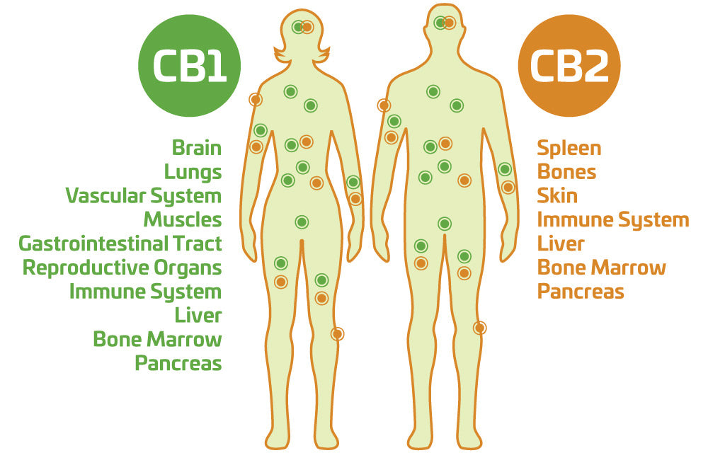 Benefits of Cannabinoids